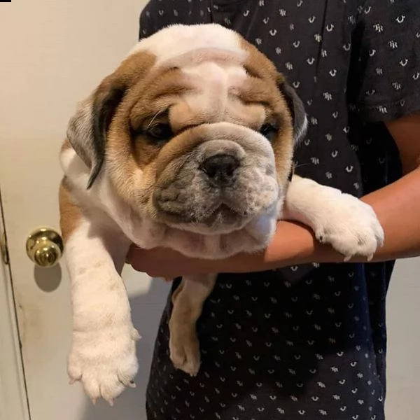 adorabili animali domestici | Foto 1