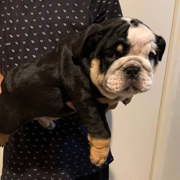 adorabili animali domestici