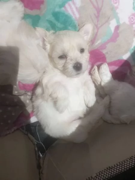 cucciolo di cuore | Foto 2