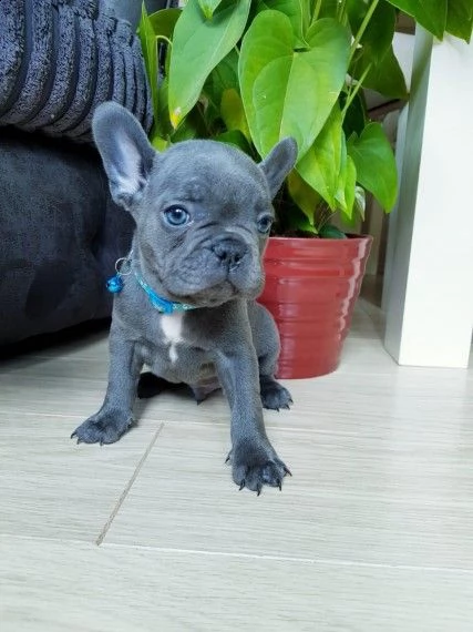 bouledogue francese blue