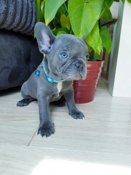 bouledogue francese blue | Foto 1