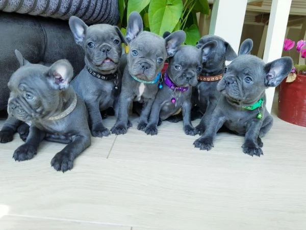 bouledogue francese blue | Foto 0