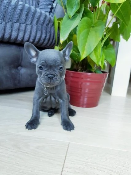 bellissimidi cuccioli bouledogue francesi blue | Foto 0