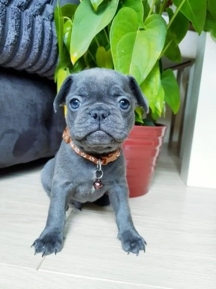bellissimidi cuccioli bouledogue francesi blue