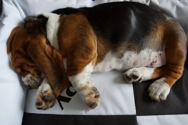 splendidi cuccioli di bassethound | Foto 0