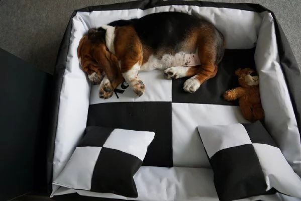 splendidi cuccioli di bassethound