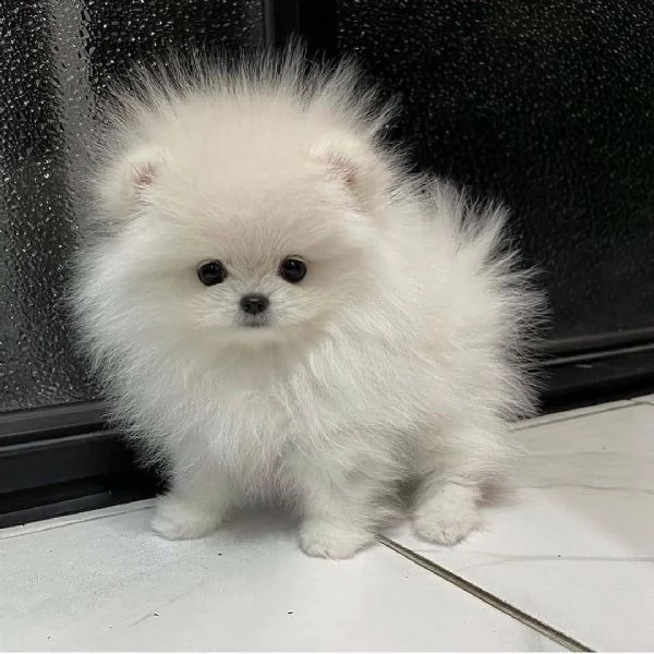  regalo  volpino pomerania mini toy ((()))) | Foto 0
