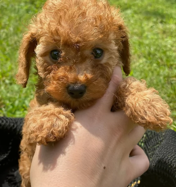 regalo pomeranian | Foto 0