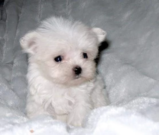 bellissimi cuccioli di maltese