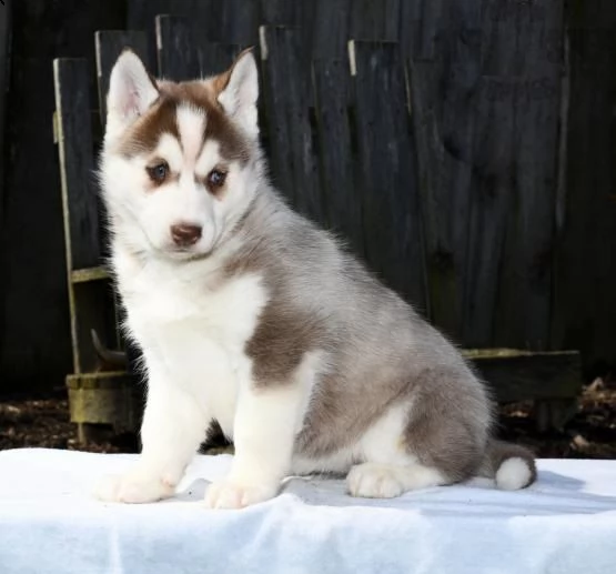 regalo husky disponiamo di una cucciolata di husky, provvisti di: • microchip, • due vaccini, • sver