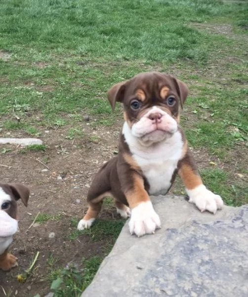 regalo cuccioli di bulldog inglese