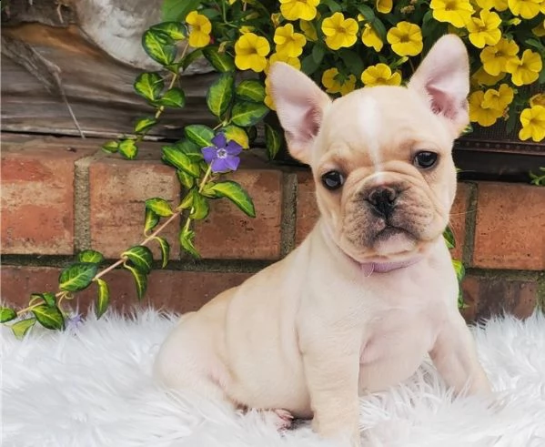 regalo bulldog francese cucciolata disponiamo di una cucciolata di bulldog francese ; provvisti di: