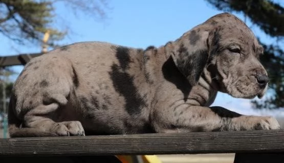 regalo cucciolo di alano in pronta consegna provvisti di: • microchip, • due vaccini, • sverminazion