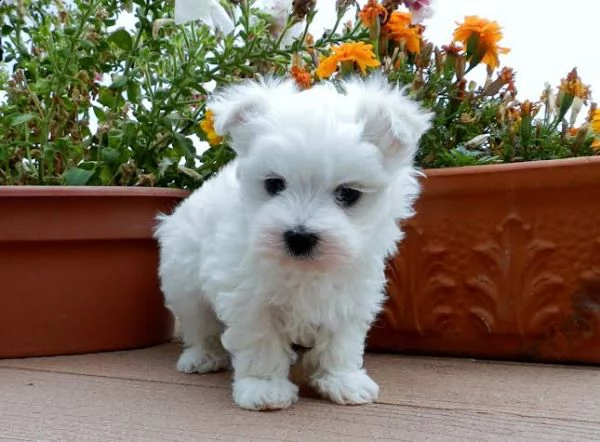 regalo maltese
