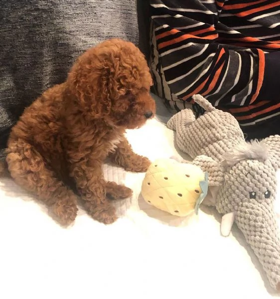 2regalo barboncino | Foto 0