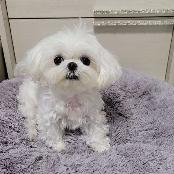  regalo maltese[at][at][at][at] | Foto 0