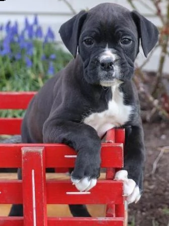 regalo cuccioli di boxer in pronta consegna