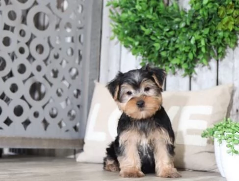 regalo cuccioli di yorkshire in pronta consegna