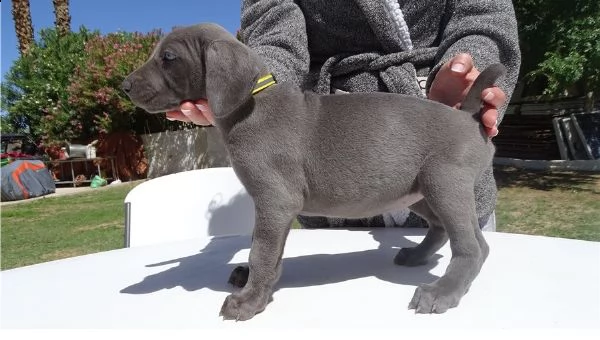 regalo cuccioli di weimaraner in pronta consegna