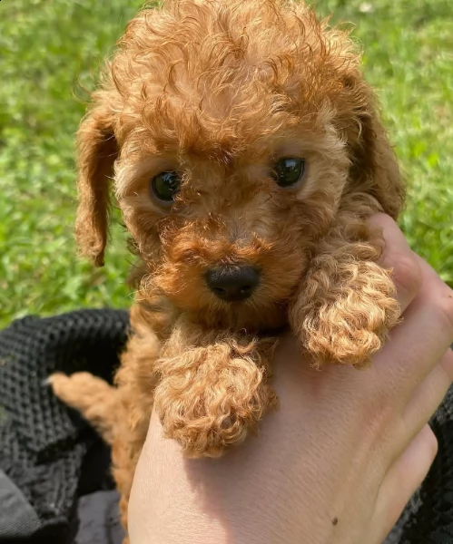 cuccioli barboncino toy (())) | Foto 0