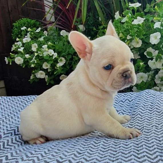cuccioli di bouledogue francese blue e crema