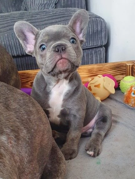 cuccioli di bouledogue francese blue e crema | Foto 0