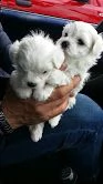 cucciolo di yorkshire mini toy