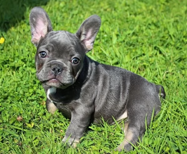 cuccioli di bouledogue francese taglia piccola