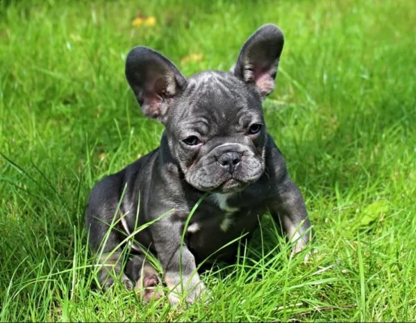 cuccioli di bouledogue francese taglia piccola | Foto 0