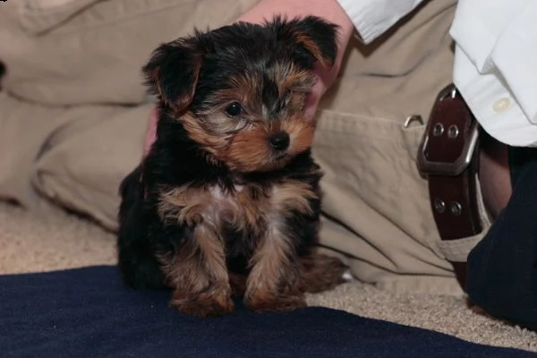 bellissimi cuccioli di yorkshire | Foto 1