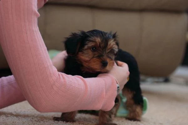 bellissimi cuccioli di yorkshire
