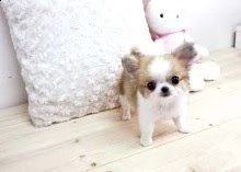 regalo cuccioli dolce e bella chihuahua toy