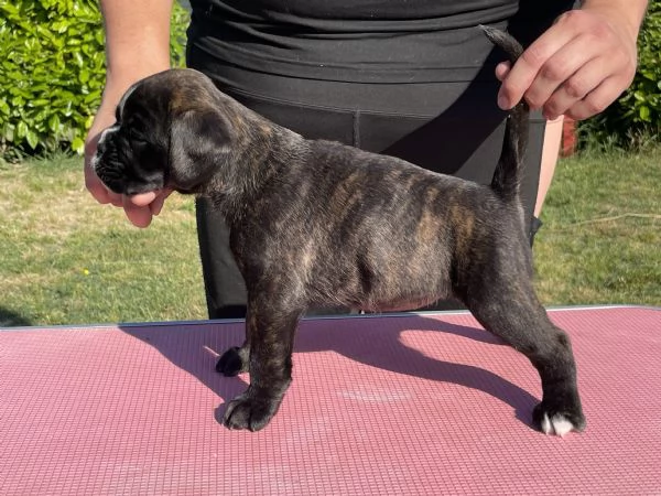 Cuccioli di Boxer | Foto 3
