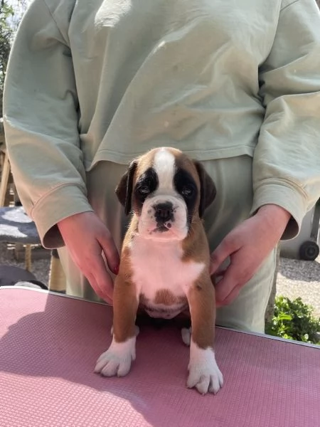 Cuccioli di Boxer | Foto 1