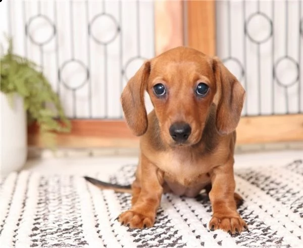 regalo adorabili cuccioli  bassotto femminucce e maschietti disponibili