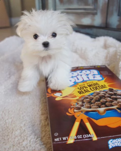  regalo maltese | Foto 0