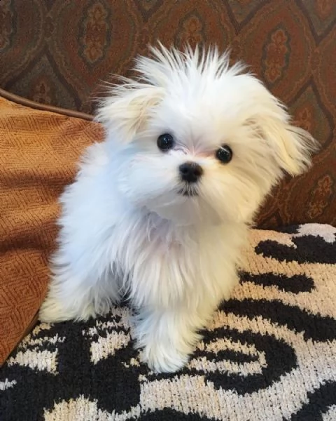  regalo maltese