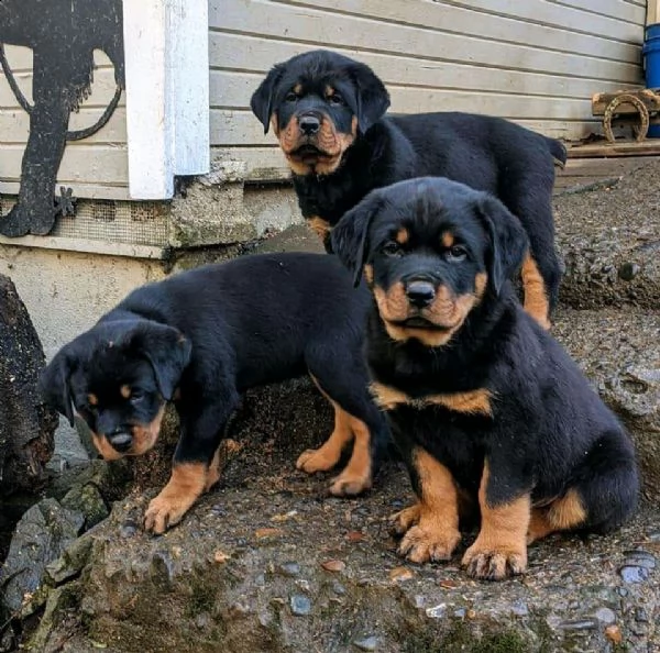 cucciola di rottweiler 