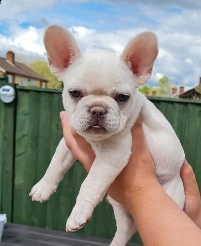 molto dolce bouledogue francese cuccioli | Foto 0