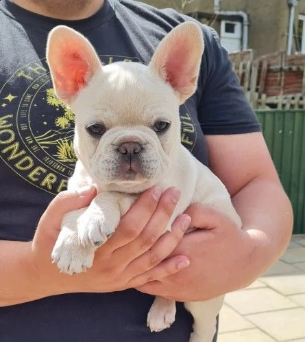 molto dolce bouledogue francese cuccioli