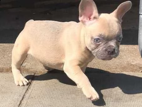 cuccioli di bouledogue di 13 settimane certificato