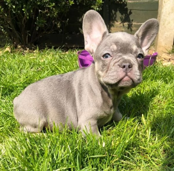 cuccioli di bouledogue di 13 settimane certificato | Foto 2