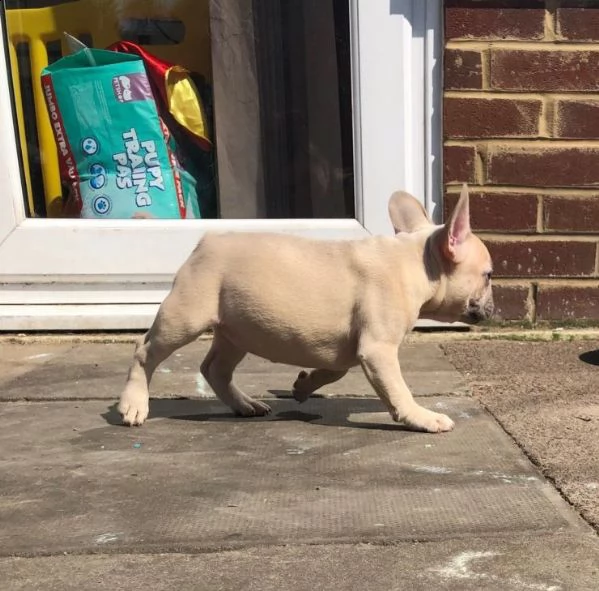 cuccioli di bouledogue di 13 settimane certificato | Foto 1