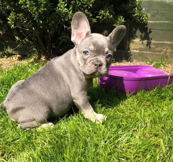 cuccioli di bouledogue di 13 settimane certificato | Foto 0