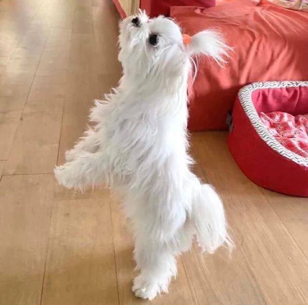  stunning white teacup maltese pup available