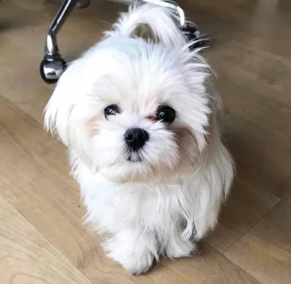 nice and healthy maltese puppies available