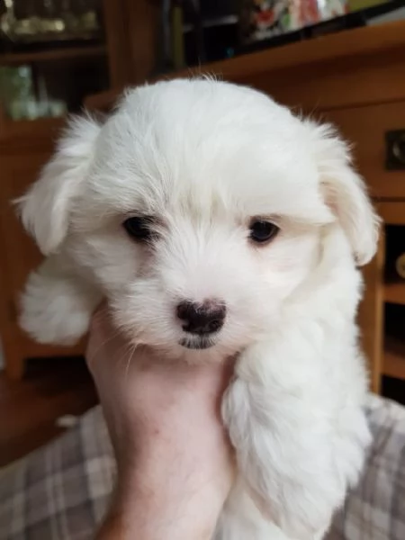 disponibili per la vendita cuccioli di maltese maschio e femmina | Foto 0