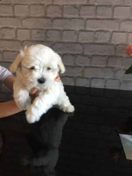 disponibili per la vendita cuccioli di maltese maschio e femmina