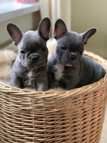 eccezionali cuccioli di bulldog francese pronti a conoscerti | Foto 1