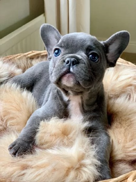 eccezionali cuccioli di bulldog francese pronti a conoscerti | Foto 0